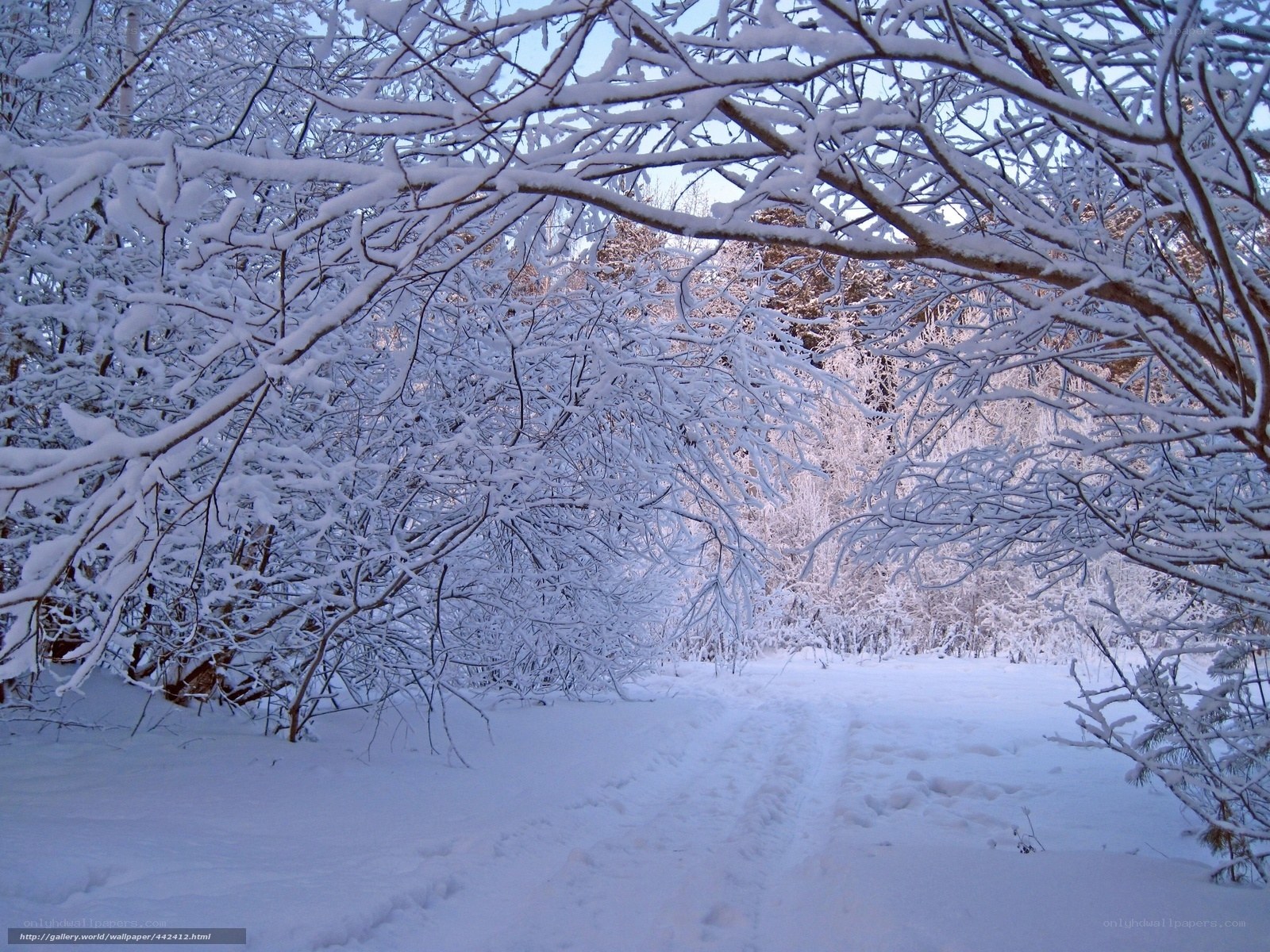 Snowy forest path