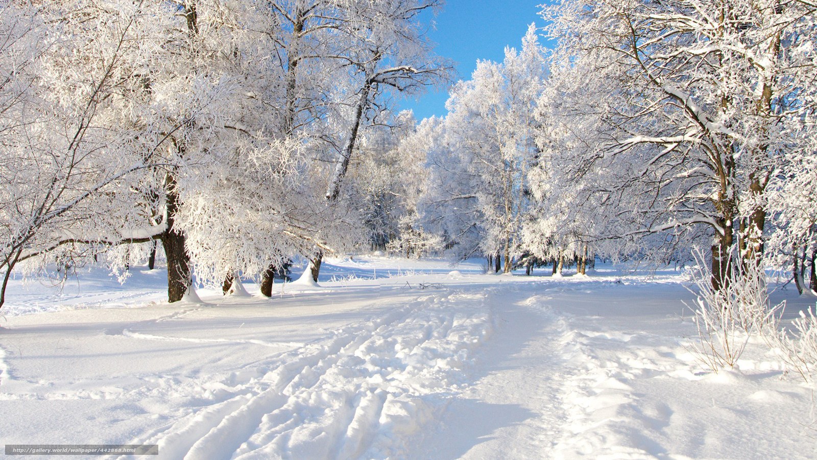 Snowy forest path