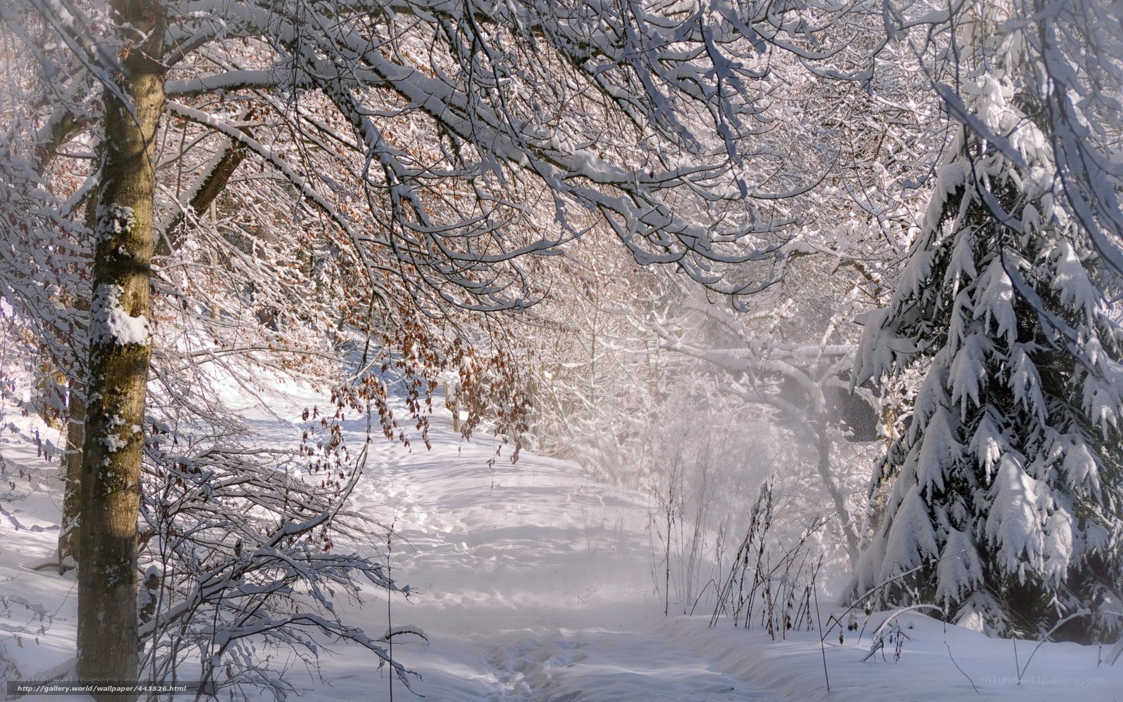 Snowy forest path