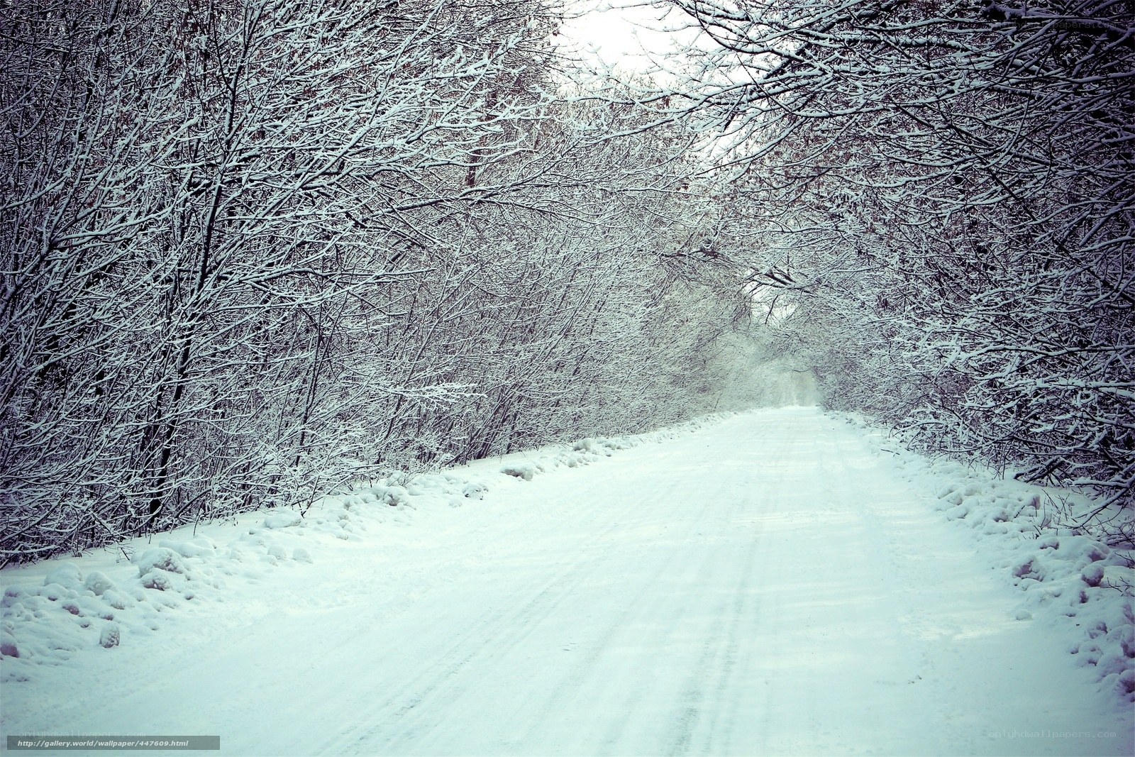 Snowy forest path