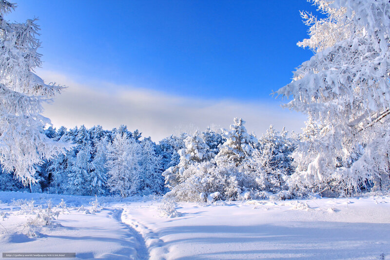 Snowy forest path