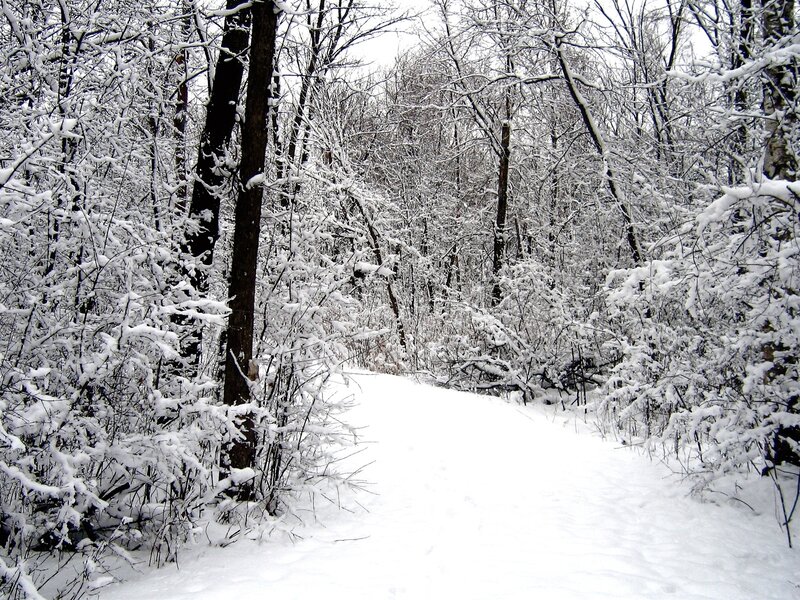 Snowy forest path