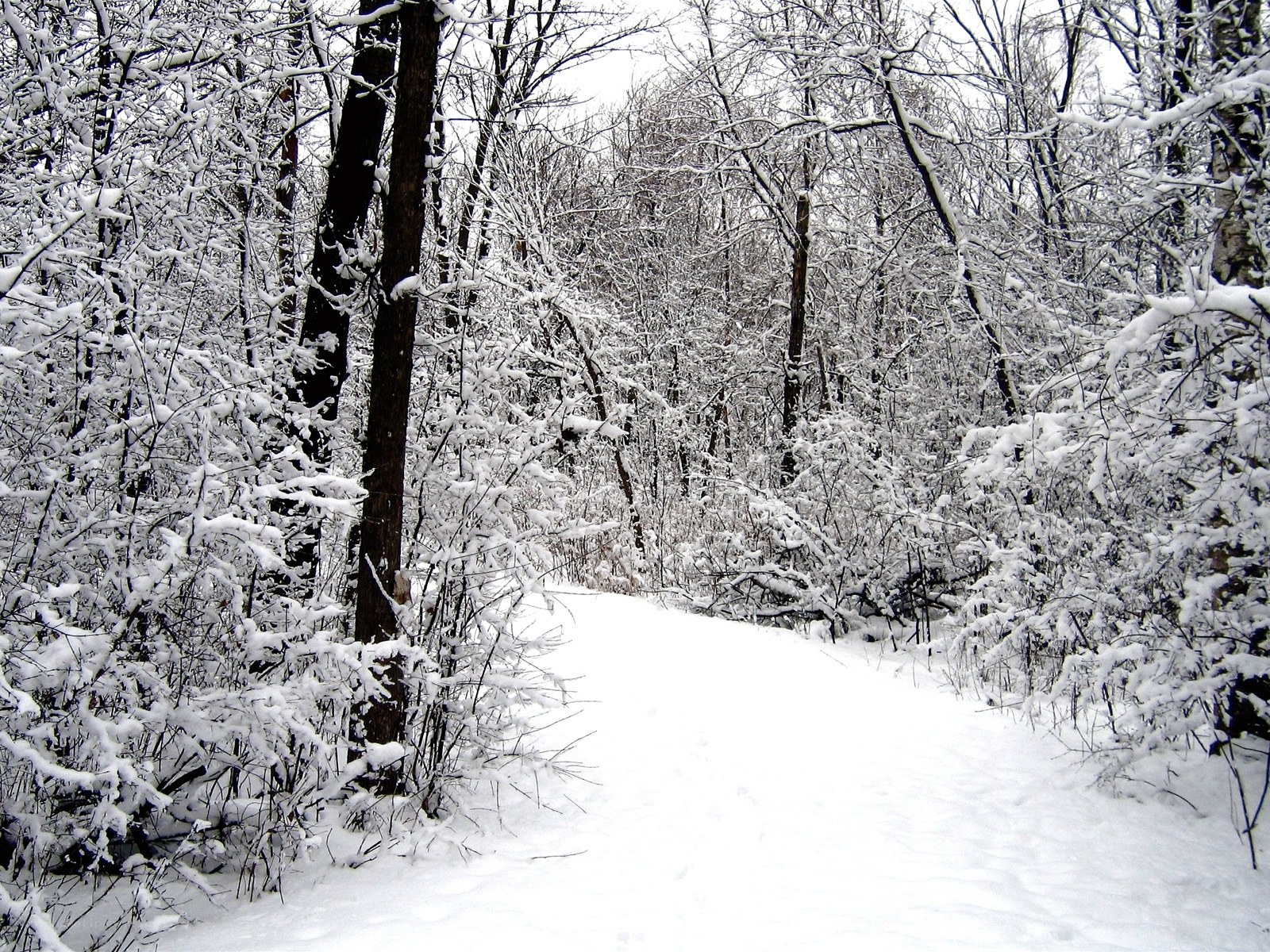 Snowy forest path
