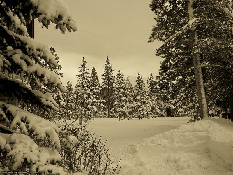 Snowy forest path