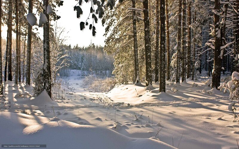 snowy forest path