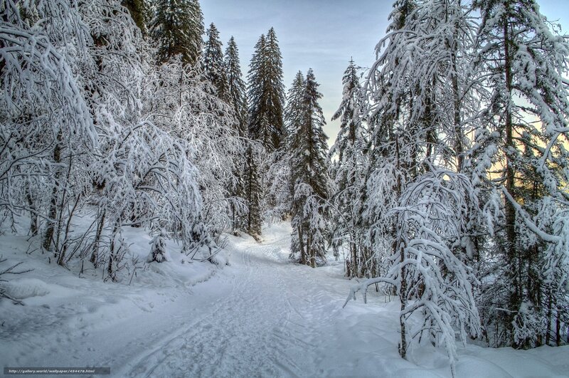 Snowy forest path