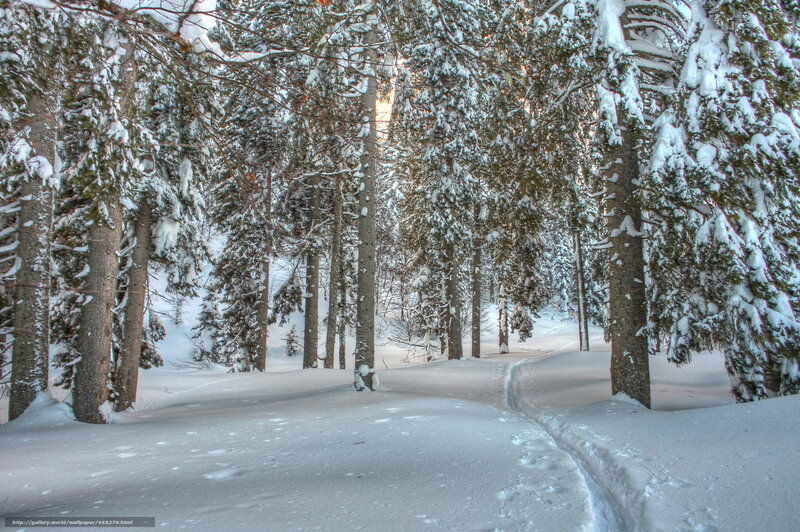 Snowy forest path