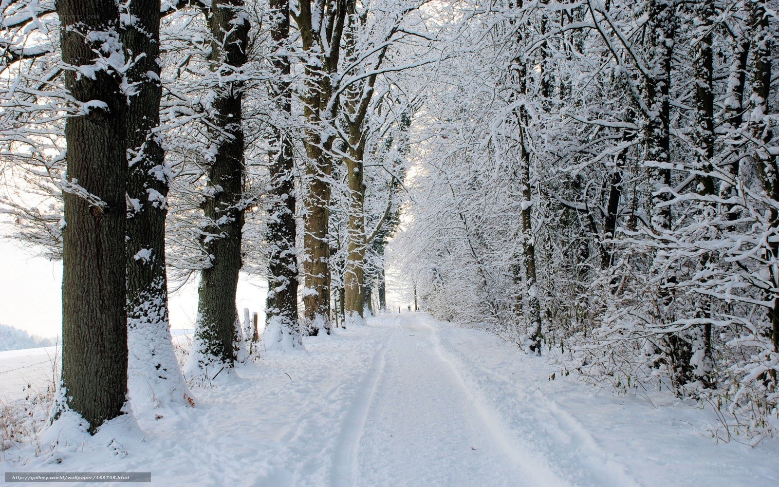 Snowy forest path