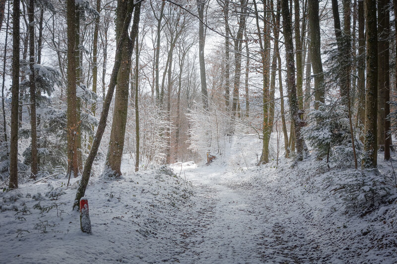 Snowy forest path