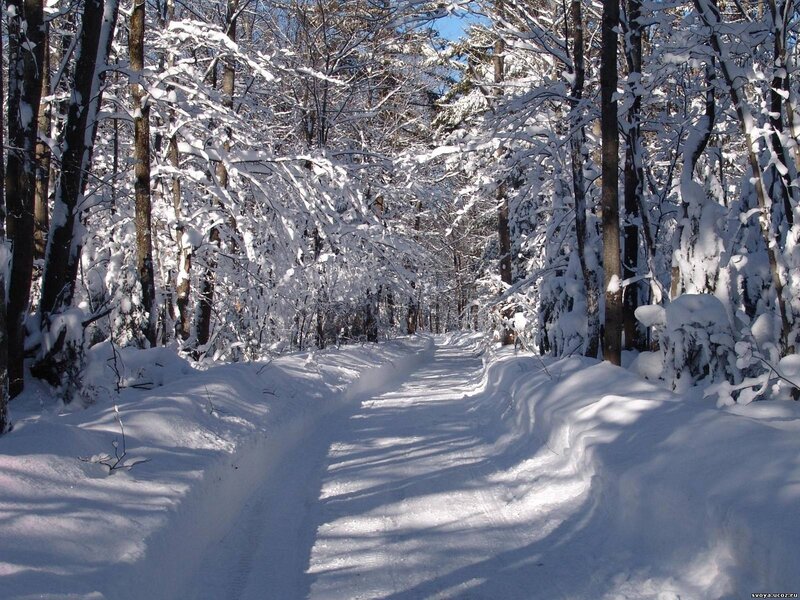 Snowy forest path