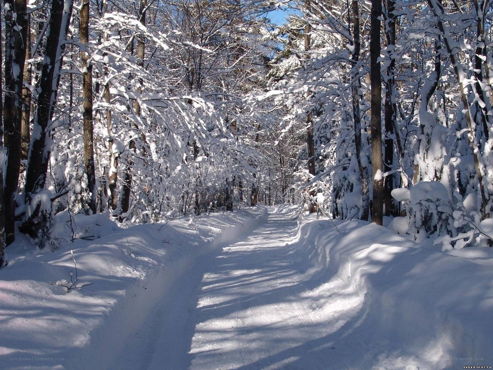 Snowy forest path