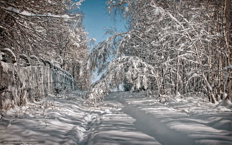 Snowy forest path