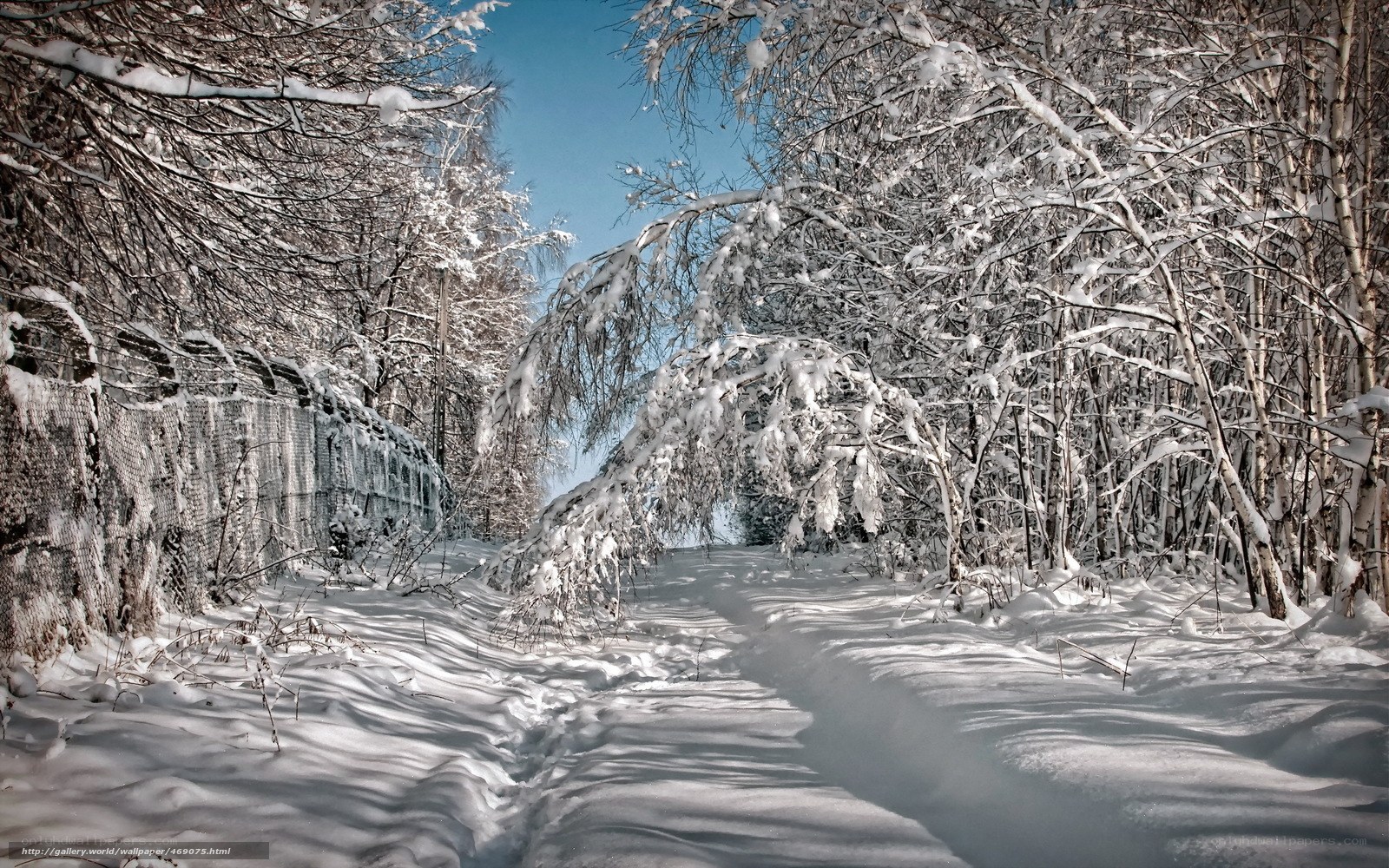 Snowy forest path