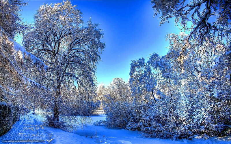 Snowy forest path