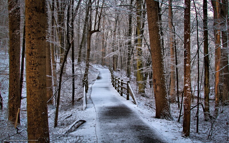 Snowy forest path