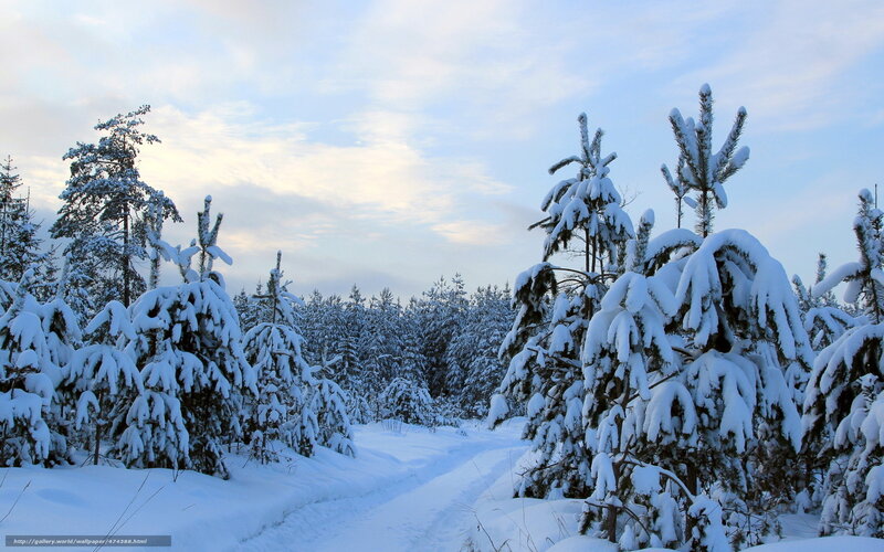 Snowy forest path