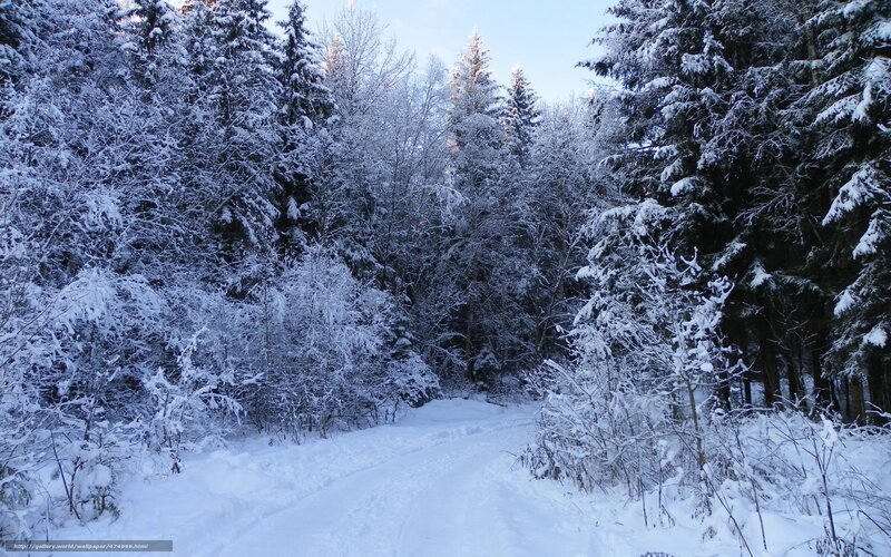 Snowy forest path