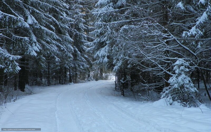 Snowy forest path