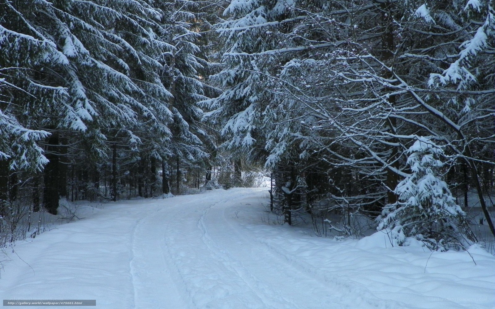 Snowy forest path