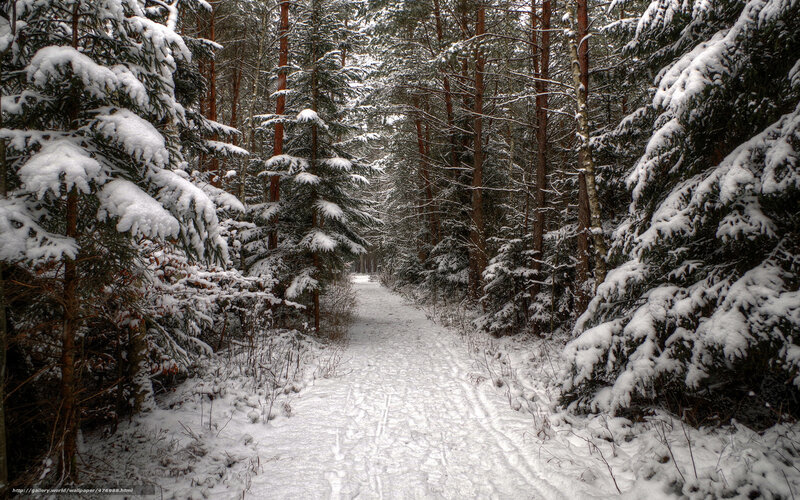Snowy forest path