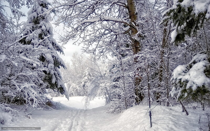 Snowy forest path