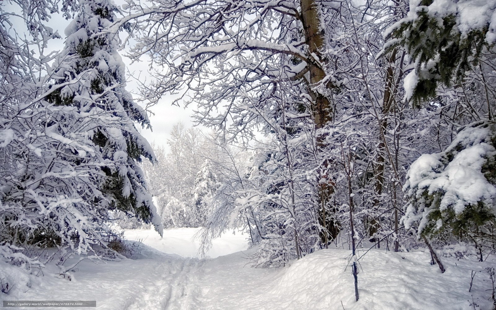 Snowy forest path