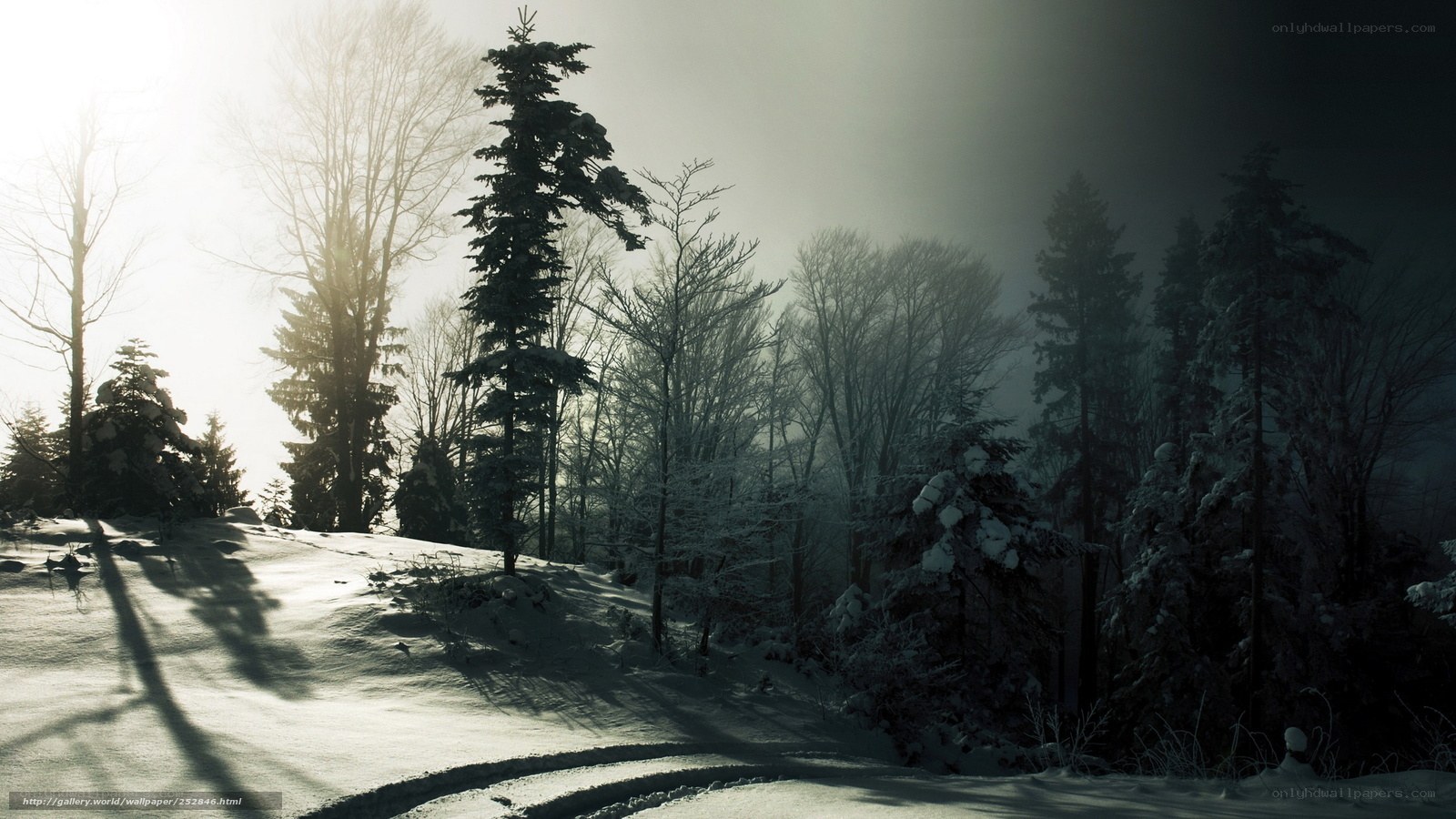 Snowy forest path at dawn
