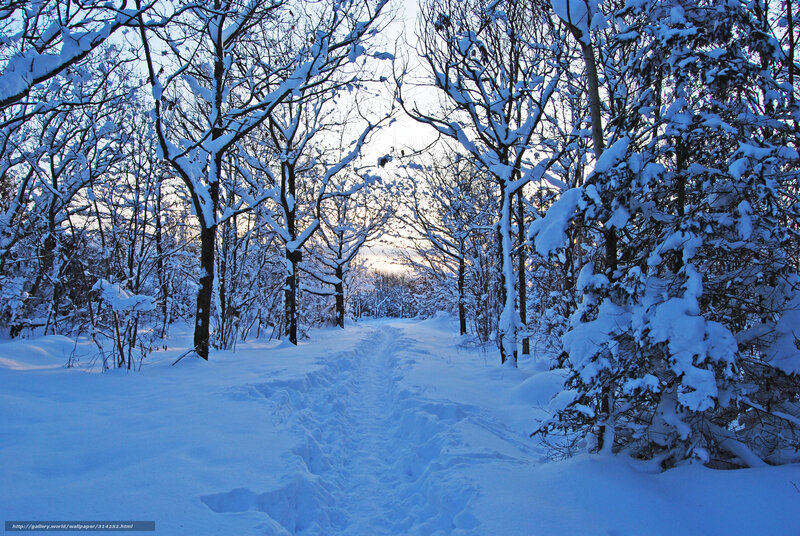Snowy forest path at dawn