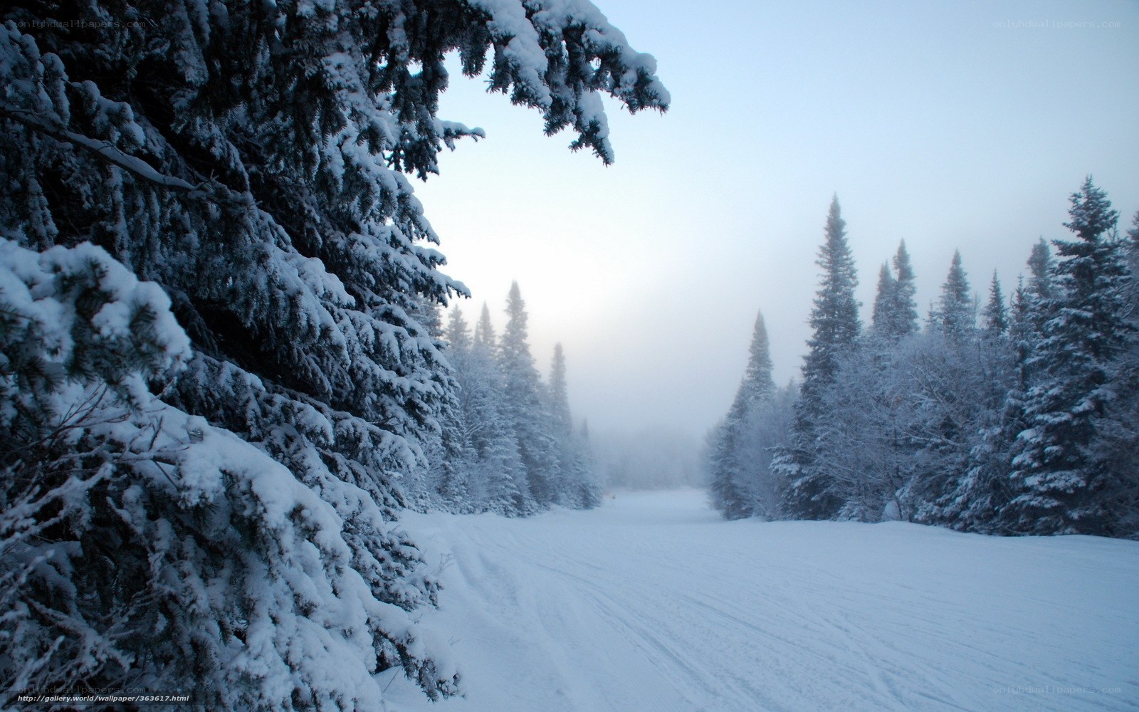 Snowy forest path at dawn