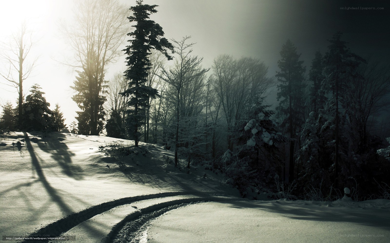 Snowy forest path at dawn