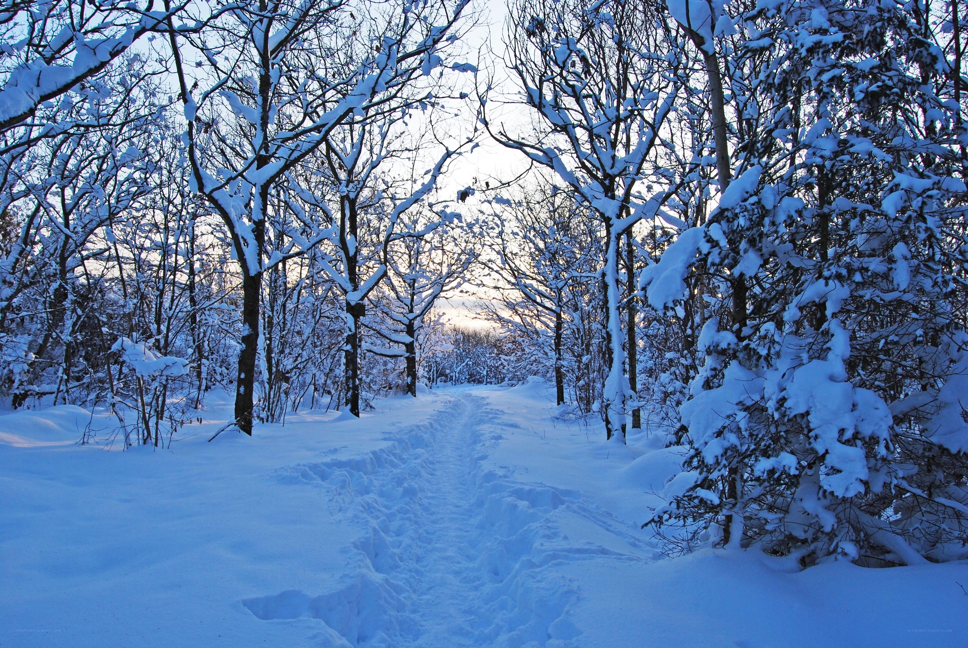 Snowy forest path at dawn