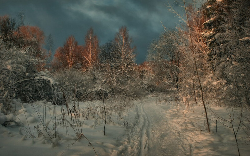 Snowy forest path at dusk