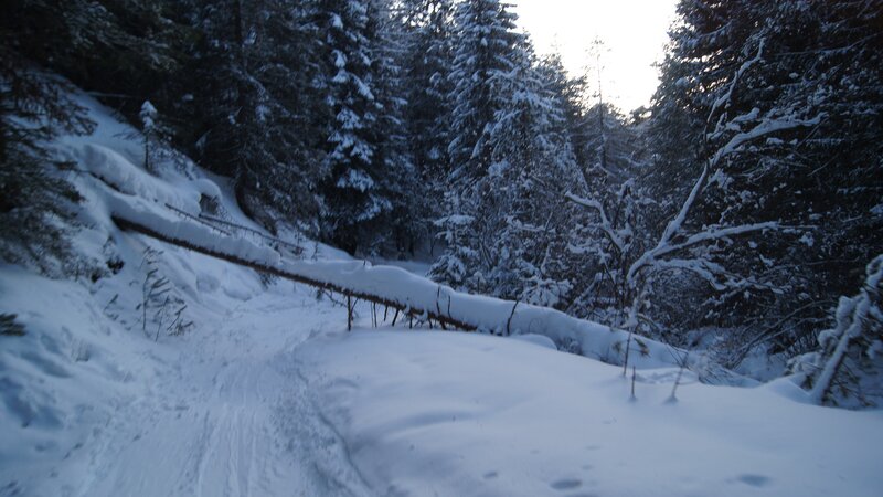 snowy forest path at dusk