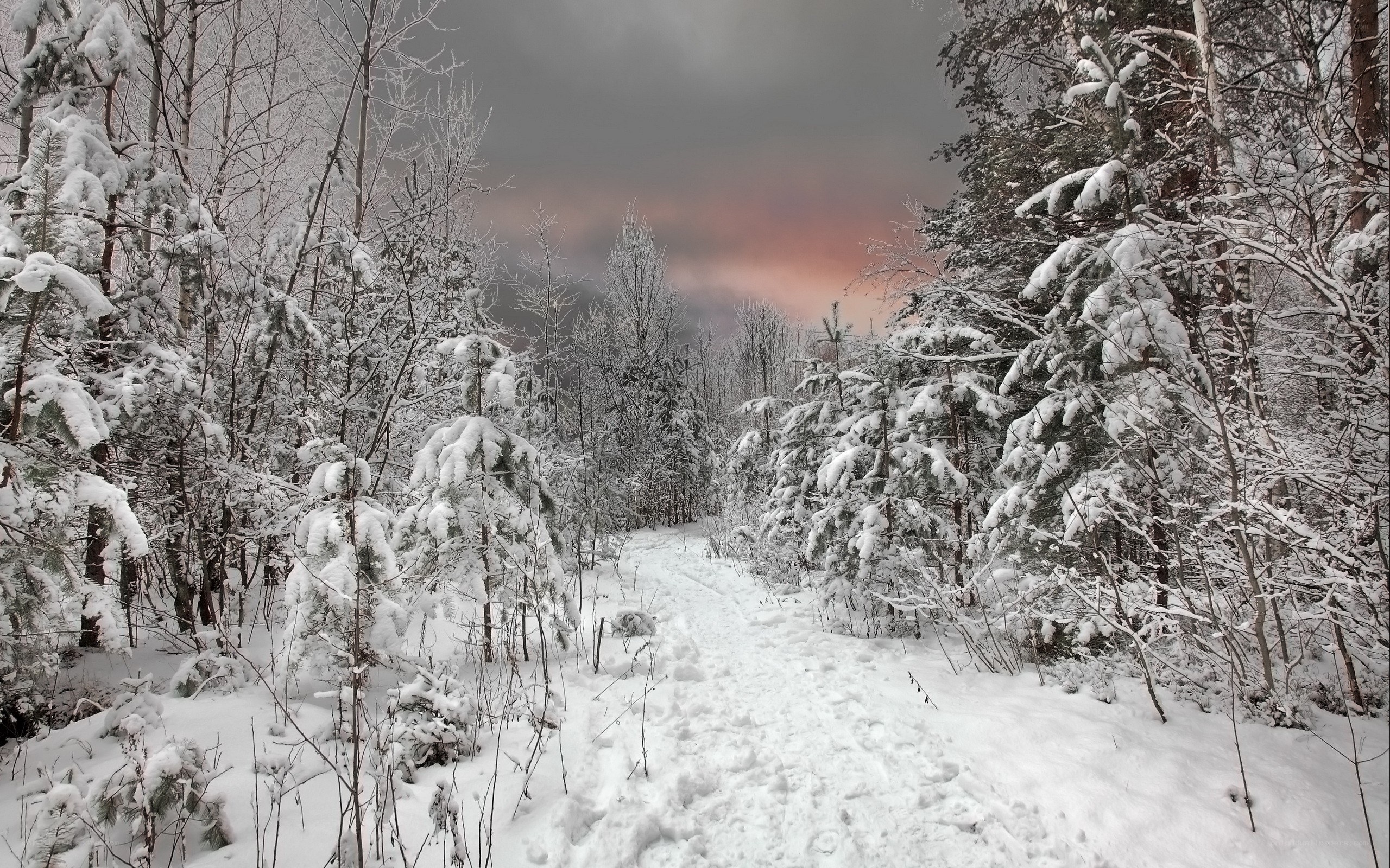 Snowy forest path at dusk