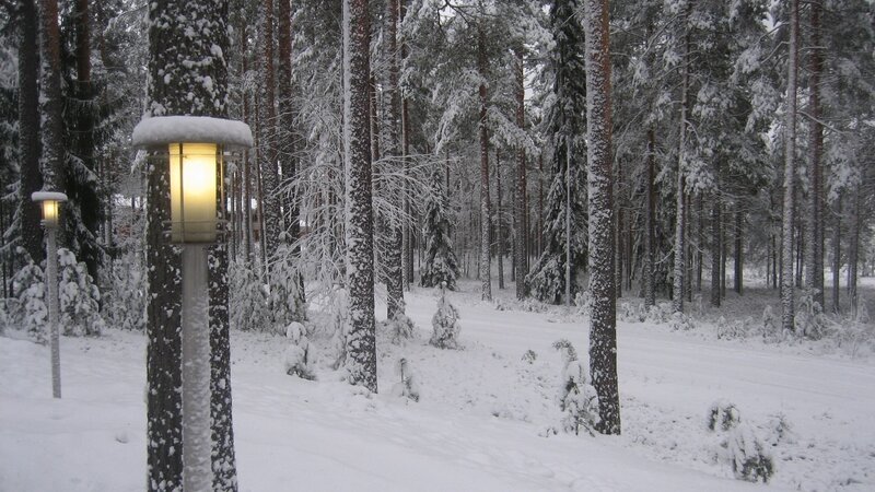 Snowy forest path at dusk