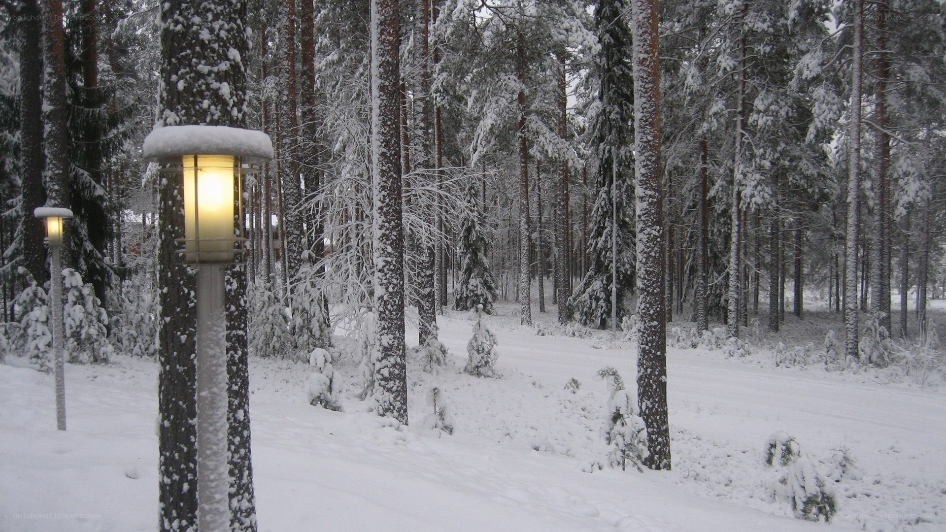 Snowy forest path at dusk