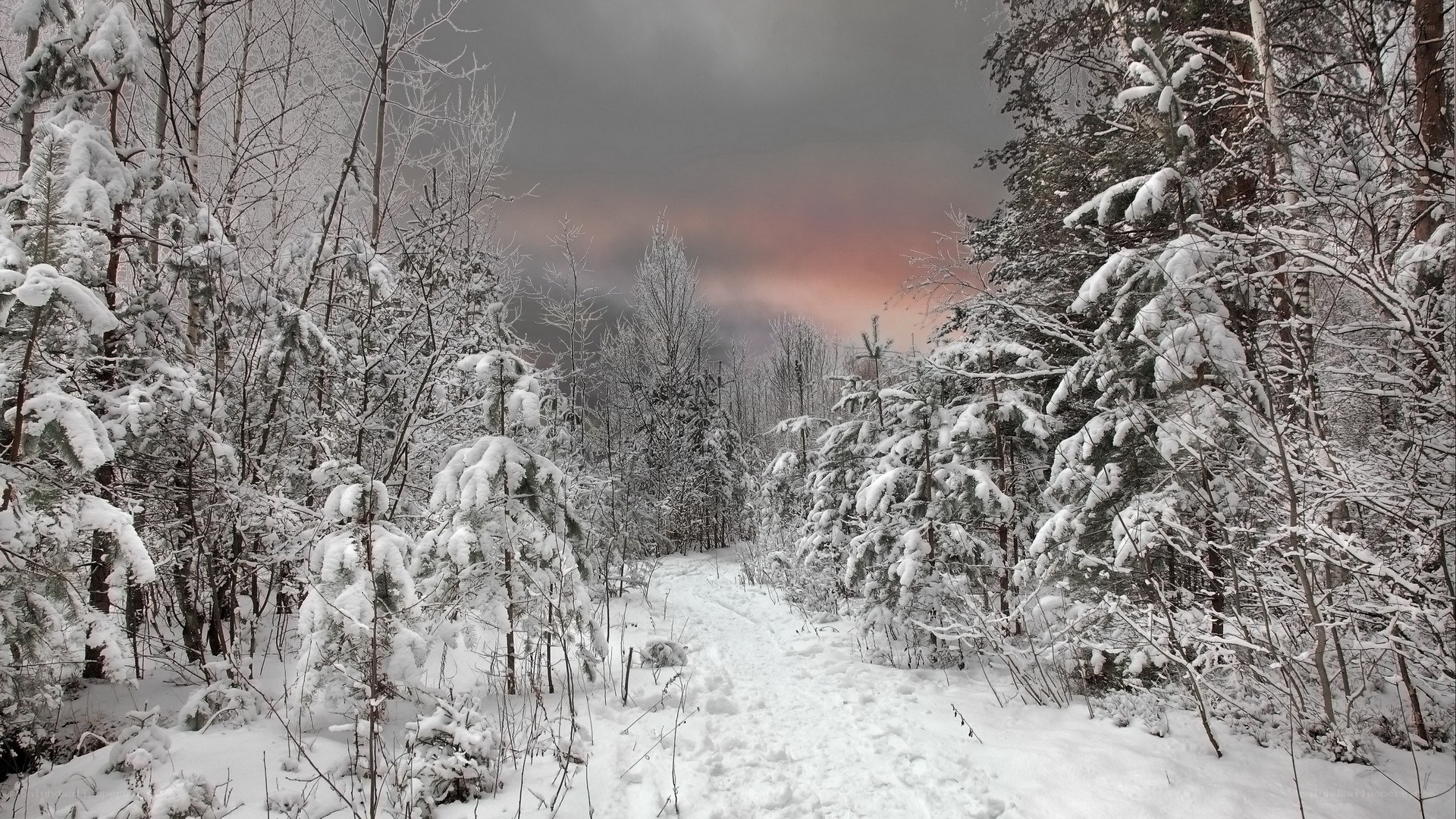 Snowy forest path at dusk