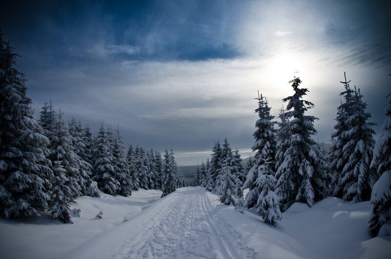 Snowy forest path at dusk