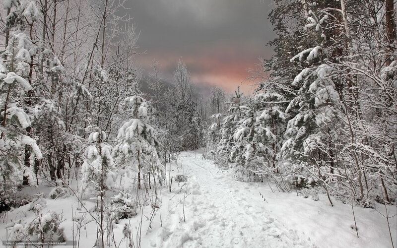 Snowy forest path at dusk