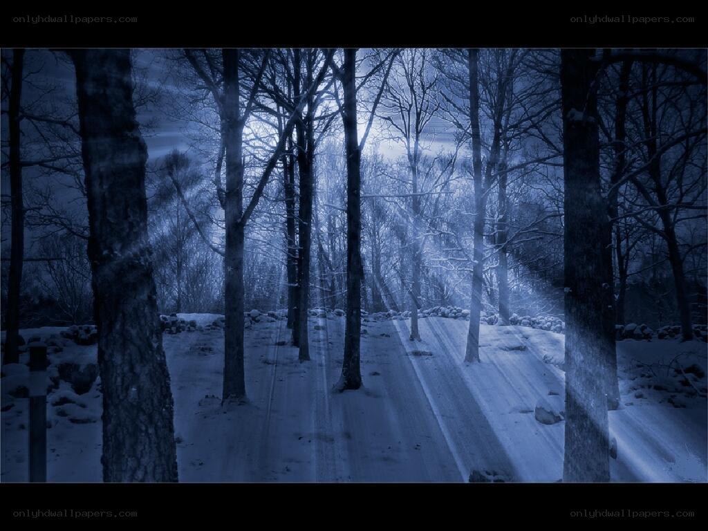 snowy forest path at night