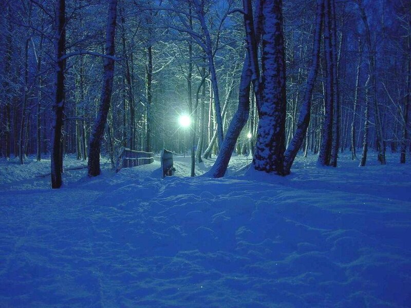 Snowy forest path at night