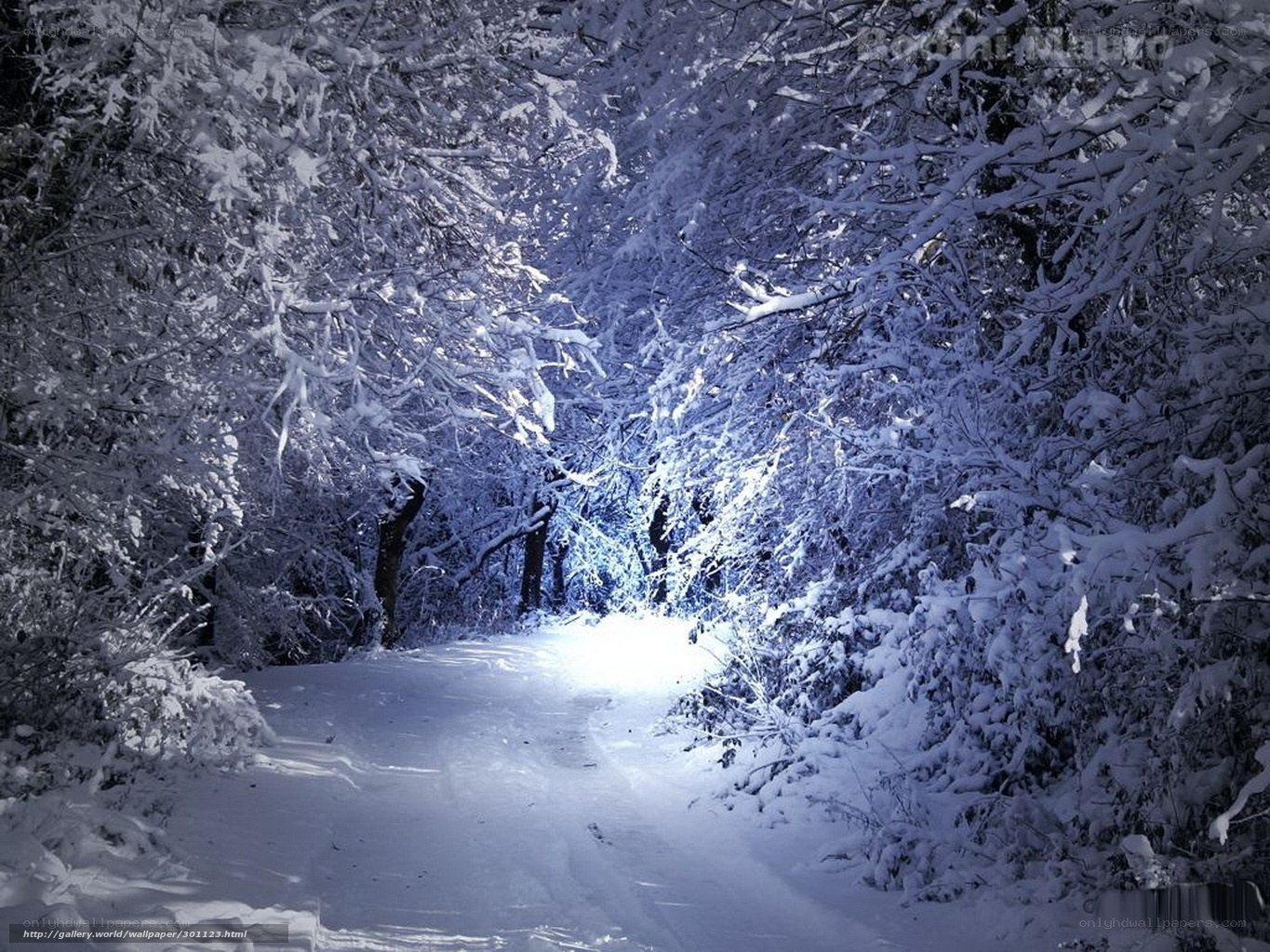 Snowy forest path at night