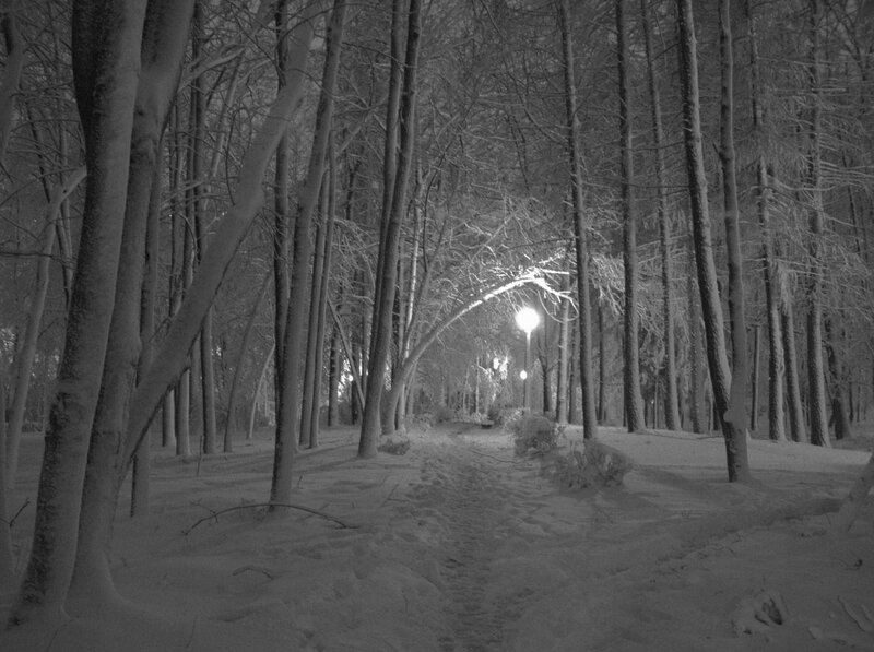 Snowy forest path at night