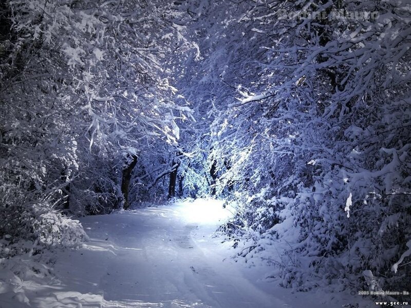 snowy forest path at night