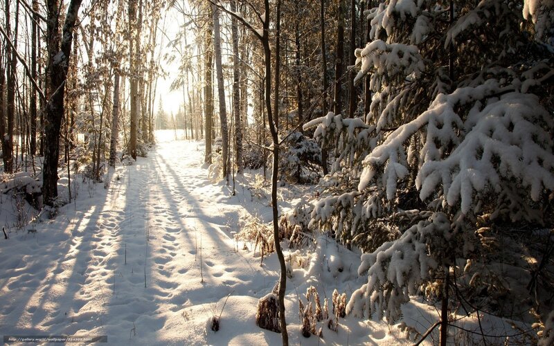 Snowy forest path at sunrise