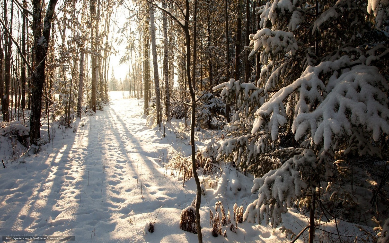 Snowy forest path at sunrise