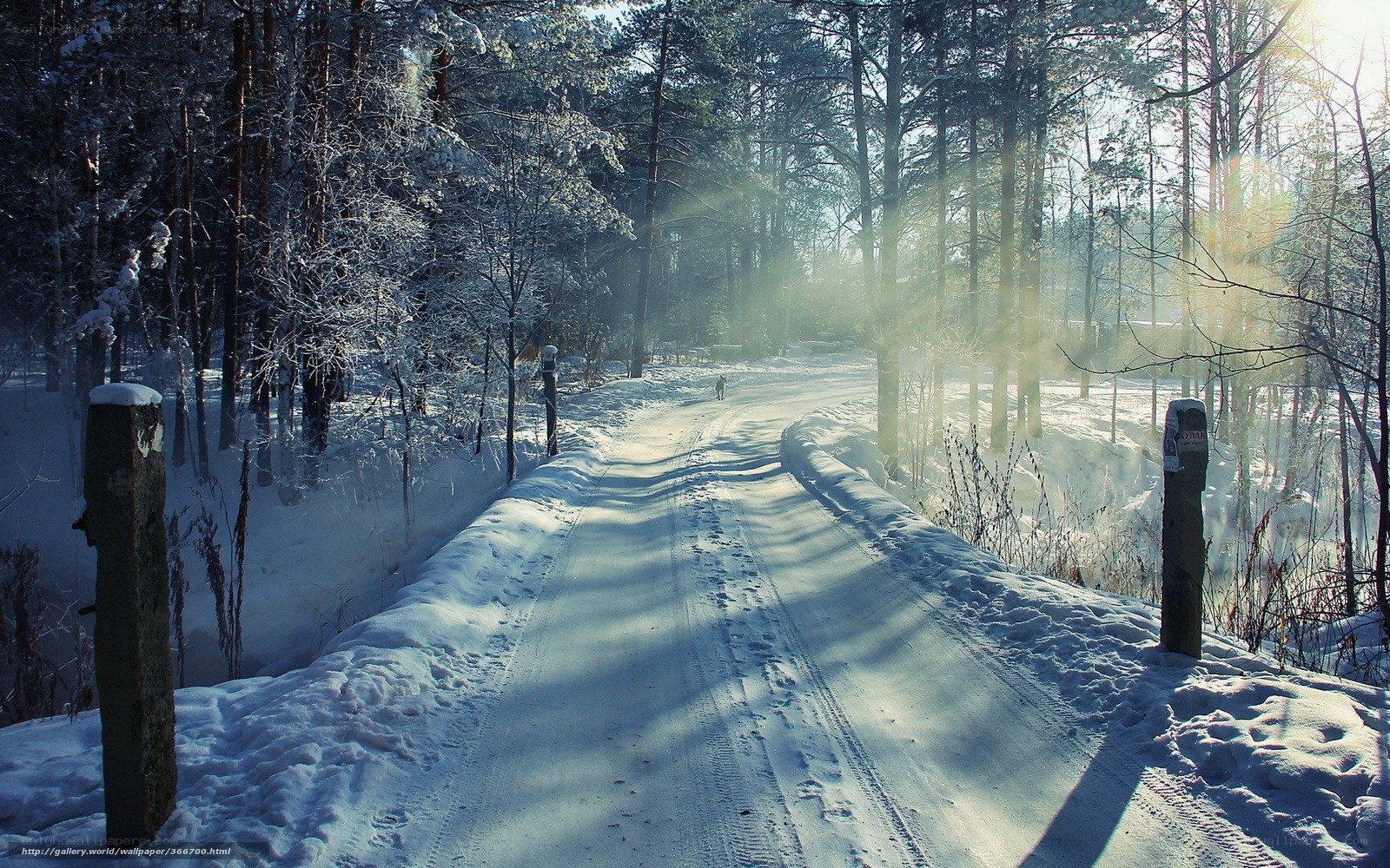 Snowy forest path at sunrise