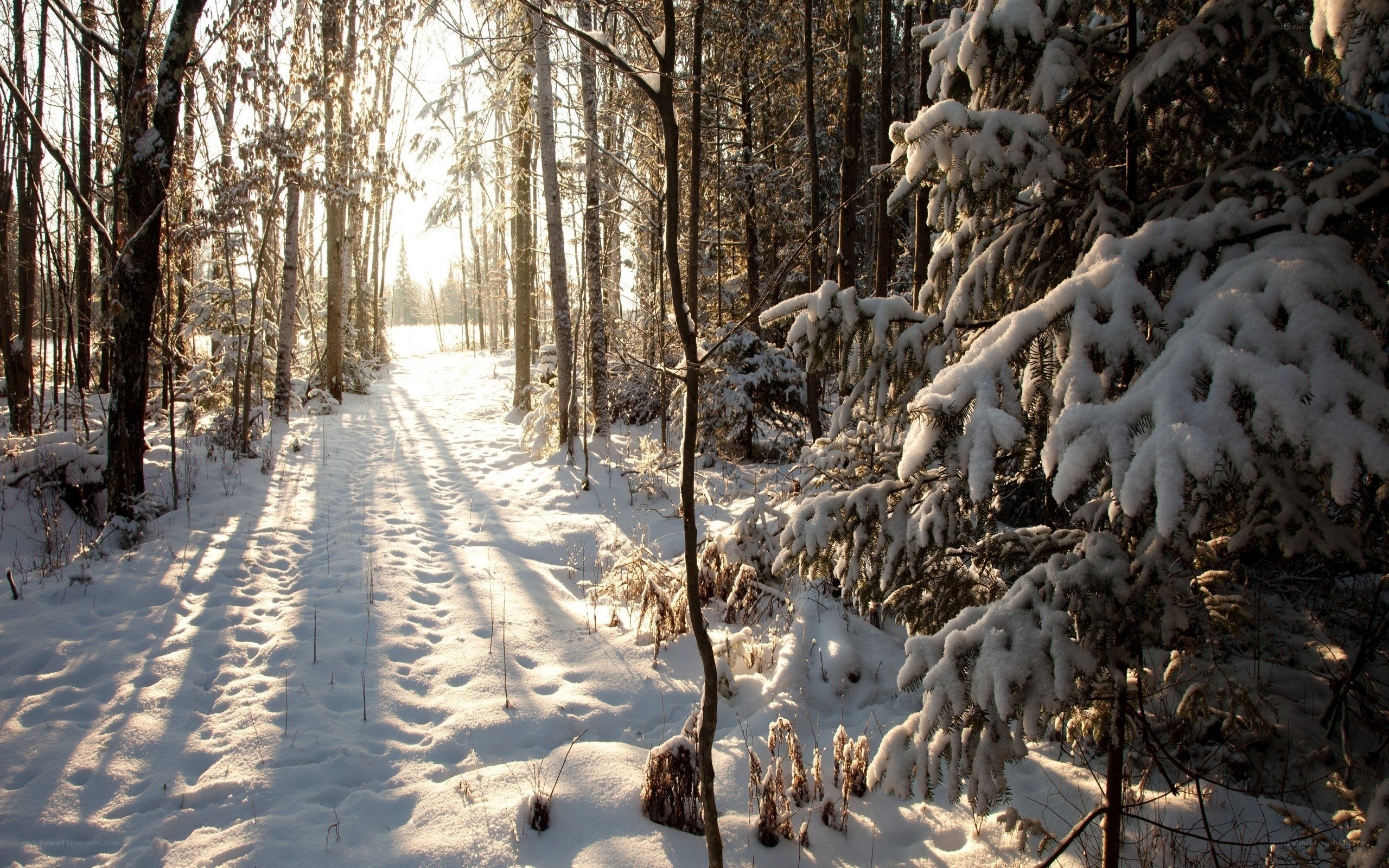 Snowy forest path at sunrise