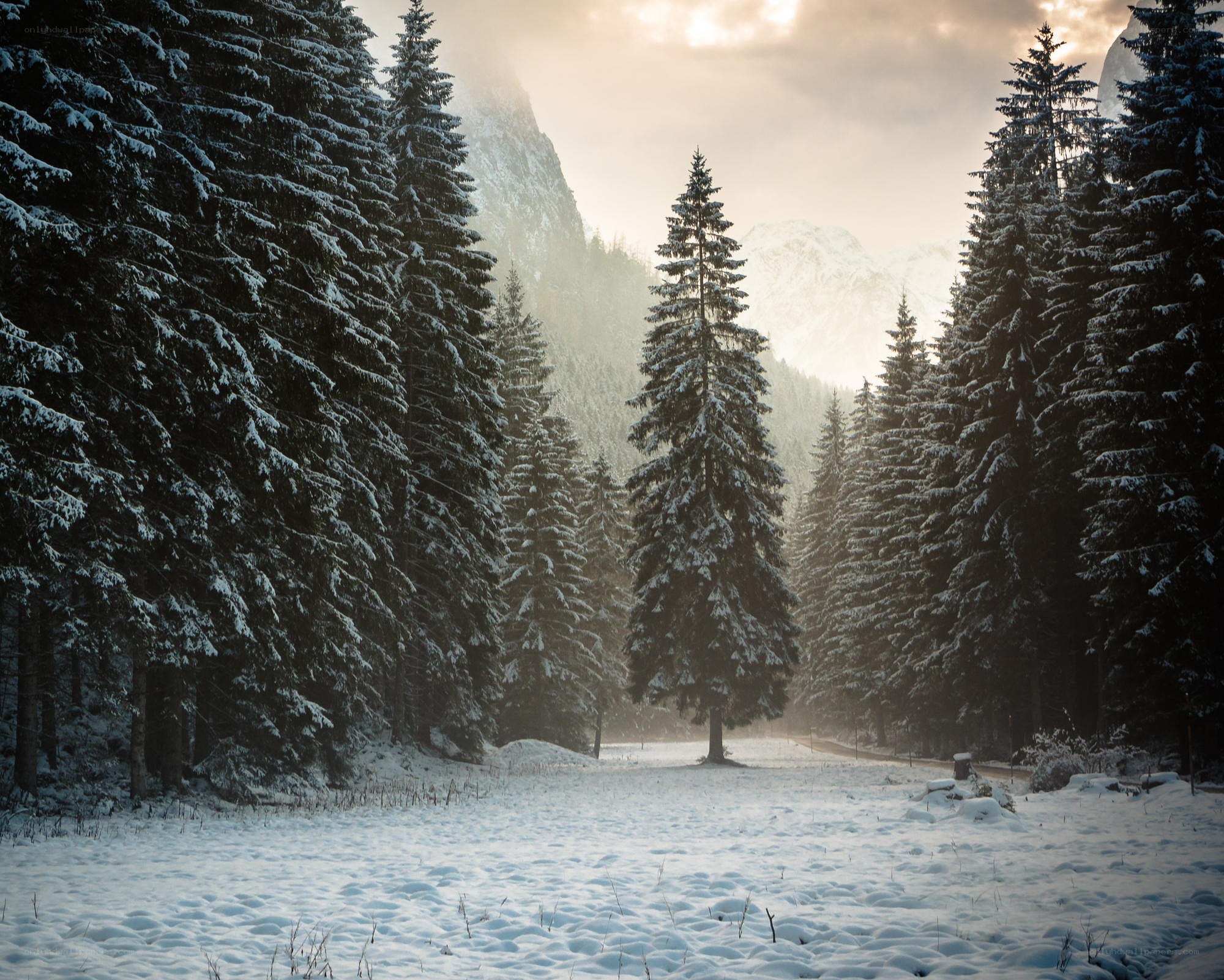 Snowy forest path at sunrise