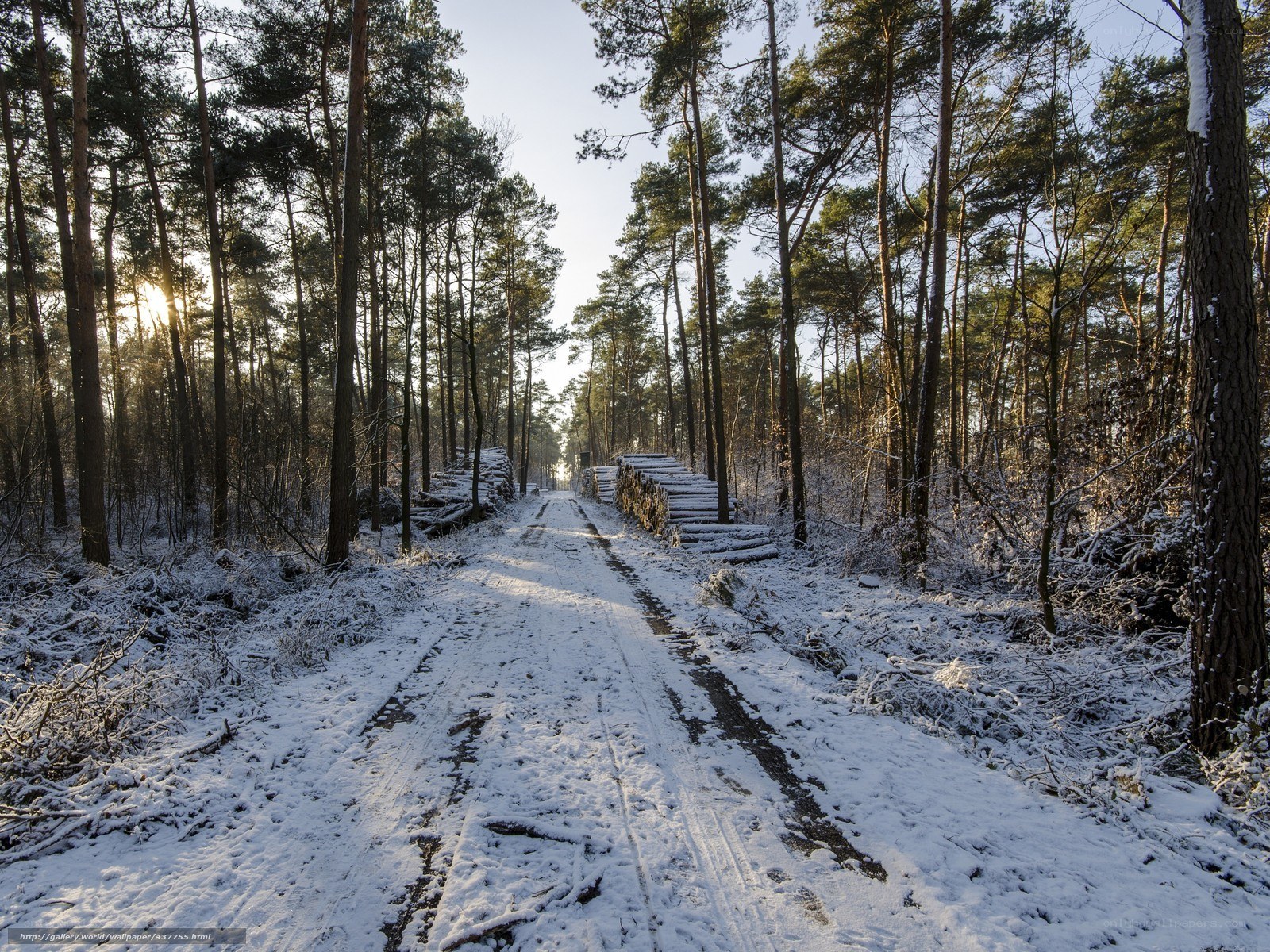 Snowy forest path at sunrise